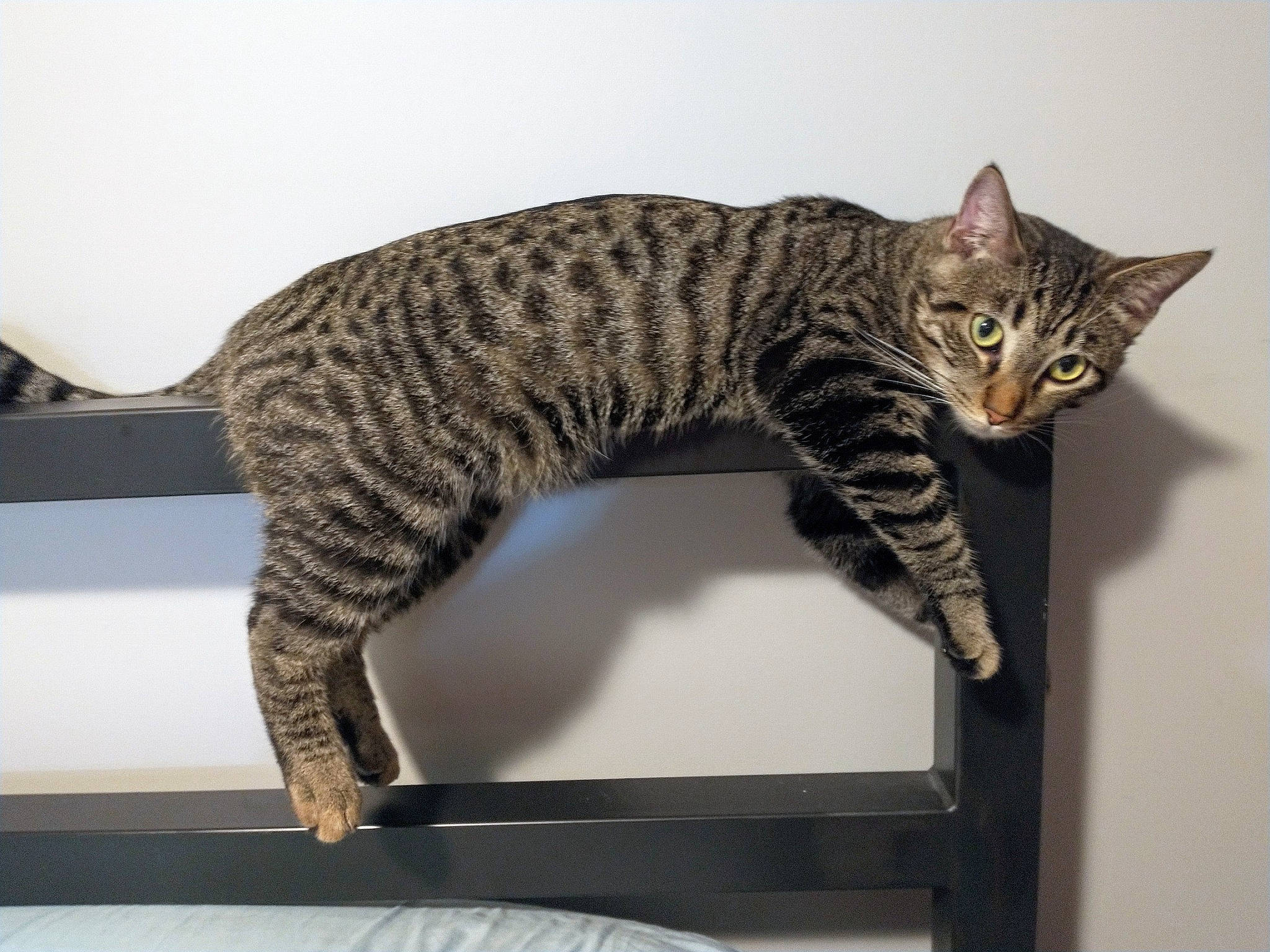 Lil Buddy joined the competition — help win amazing prizes! art, carnivore, cat, claw, domestic_short_haired_cat, felidae, fur, paw, small_to_medium_sized_cats, snout, tail, terrestrial_animal, whiskers, wildlife