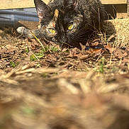 Mocha is registered to the contest to win money with this photo: cat, tortoiseshell, animal, outdoor, leaves, yellow_eyes, nature, wood, brown, curious, feline, close_up, ground, sunlight, autumn, pet, grass, whiskers, mammal, eye_contact