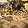 animal, autumn, brown, cat, close_up, curious, eye_contact, feline, grass, ground, leaves, mammal, nature, outdoor, pet, sunlight, tortoiseshell, whiskers, wood, yellow_eyes