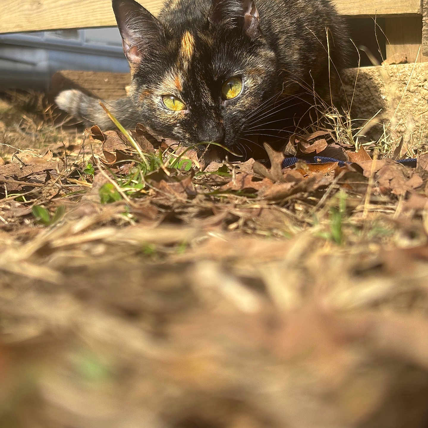 Mocha