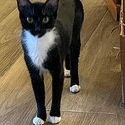 Sage joined the competition — help win amazing prizes! animal, black_and_white, cat, curious, cute, domestic_cat, ears, feline, flooring, fur, green_eyes, indoor, looking, mammal, pet, standing, whiskers, white_paws, wood, wooden_floor