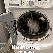 Gracie joined the competition — help win amazing prizes! cat, washing_machine, laundry_room, door_open, floor, appliance, curious, pet, indoor, feline, white_cat, household, home, wood_floor, front_loader, domestic, cleaning_area, reflection, metal, collar