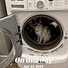 cat, washing_machine, laundry_room, door_open, floor, appliance, curious, pet, indoor, feline, white_cat, household, home, wood_floor, front_loader, domestic, cleaning_area, reflection, metal, collar