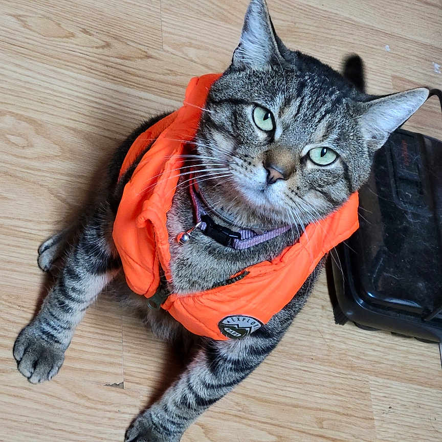 Whiskey is registered to the contest to win money with this photo: animal_clothing, cat, collar, companion, curious, cute, domestic_animal, feline, floor, furry, green_eyes, indoor, looking_up, orange_vest, paws, pet, sitting, tabby, whiskers, wooden_floor