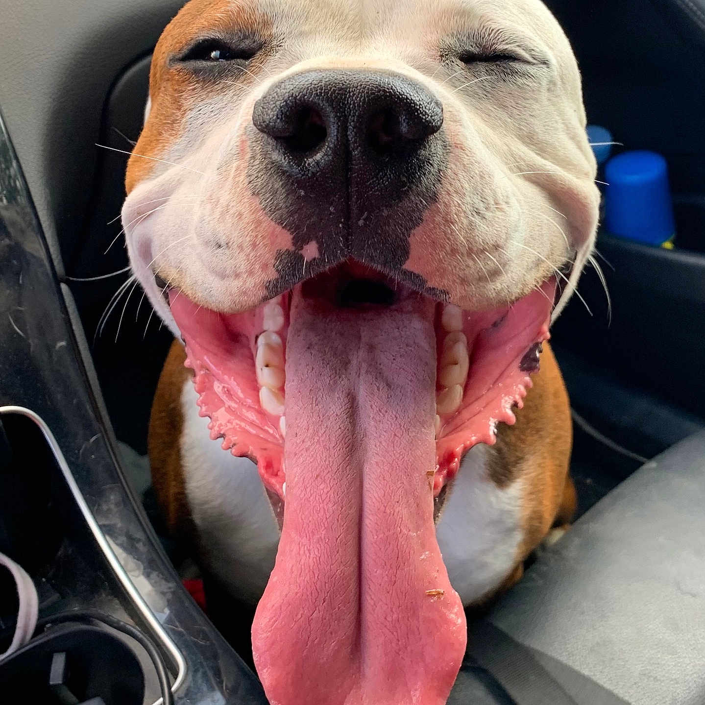 Max participe au concours pour gagner de l'argent avec cette photo : animal, canine, car_interior, closeup, companion, dashboard, dog, fur, happy, joy, mouth_open, pet, pet_portrait, playful, seat, smiling, snout, teeth, tongue, whiskers
