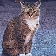 Tonks joined the competition — help win amazing prizes! cat, tabby, fur, white_paws, white_chest, sitting, carpet, indoor, pet, animal, whiskers, ears, eyes, feline, mammal, portrait, looking, cute, domestic, serious_expression