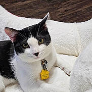 Olivia joined the competition — help win amazing prizes! cat, black_and_white, pet, animal, feline, green_eyes, collar, tag, resting, blanket, white_fur, black_fur, indoor, wooden_floor, cozy, cute, close_up, domestic_animal, laying_down, fur