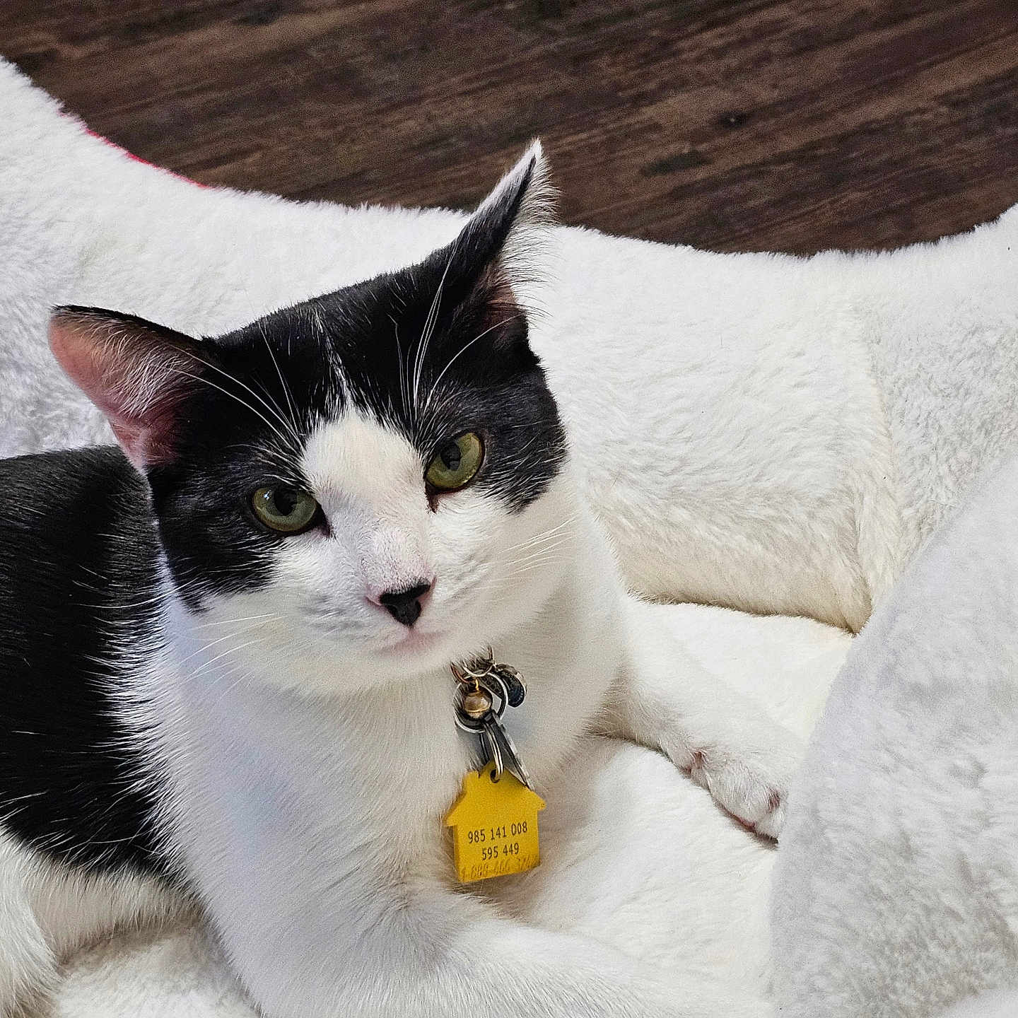 Olivia joined the competition — help win amazing prizes! cat, black_and_white, pet, animal, feline, green_eyes, collar, tag, resting, blanket, white_fur, black_fur, indoor, wooden_floor, cozy, cute, close_up, domestic_animal, laying_down, fur