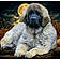 Aslan