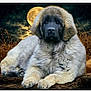 dog, puppy, fluffy, animal, moon, night, sky, clouds, nature, outdoor, grass, fur, portrait, cute, mammal, canine, resting, landscape, majestic, serene