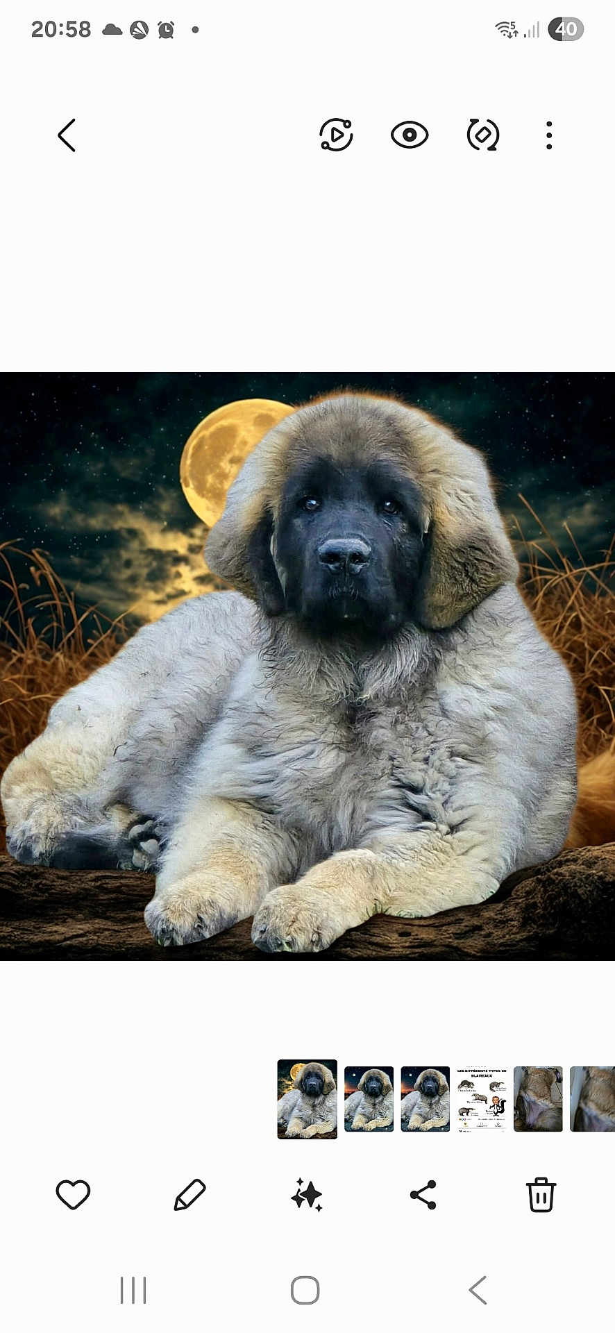Aslan a rejoint le concours — aidez-le/la à gagner de superbes lots ! dog, puppy, fluffy, animal, moon, night, sky, clouds, nature, outdoor, grass, fur, portrait, cute, mammal, canine, resting, landscape, majestic, serene