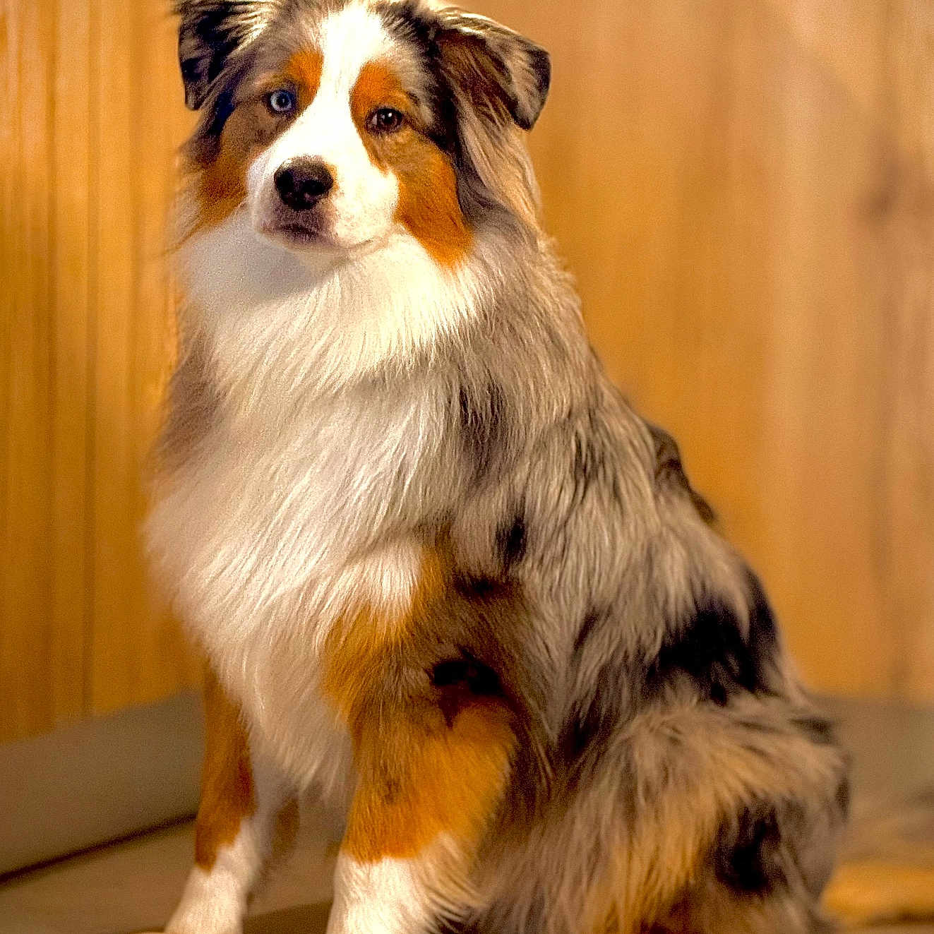 Vasco a rejoint le concours — aidez-le/la à gagner de superbes lots ! animal, canine, cat, cockerspaniel, collie, cream, dessert, dog, eskimodog, food, hardwood, hound, husky, icecream, manx, papillon, pet, puppy, snout, wood