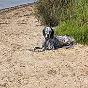Tootsy participe au concours pour gagner de l'argent avec cette photo : dog, beach, sand, wet_dog, outdoor, nature, greenery, grass, relaxed, animal, canine, summer, sunlight, quiet, resting, laying, water, shore, coast, pet