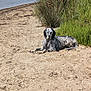 dog, beach, sand, wet_dog, outdoor, nature, greenery, grass, relaxed, animal, canine, summer, sunlight, quiet, resting, laying, water, shore, coast, pet