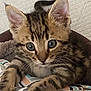 kitten, tabby, cat, striped, pet, animal, cute, fur, whiskers, ears, paws, indoor, cushion, patterned, closeup, young, curious, feline, small, adorable