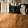 Jimbob is registered to the contest to win money with this photo: animal, black_cat, brown_bag, cabinet, cat, curious, cute, domestic, ears, furniture, handle, hiding, indoor, kitchen, paper_bag, pet, playful, whiskers, wide_eyes, wood