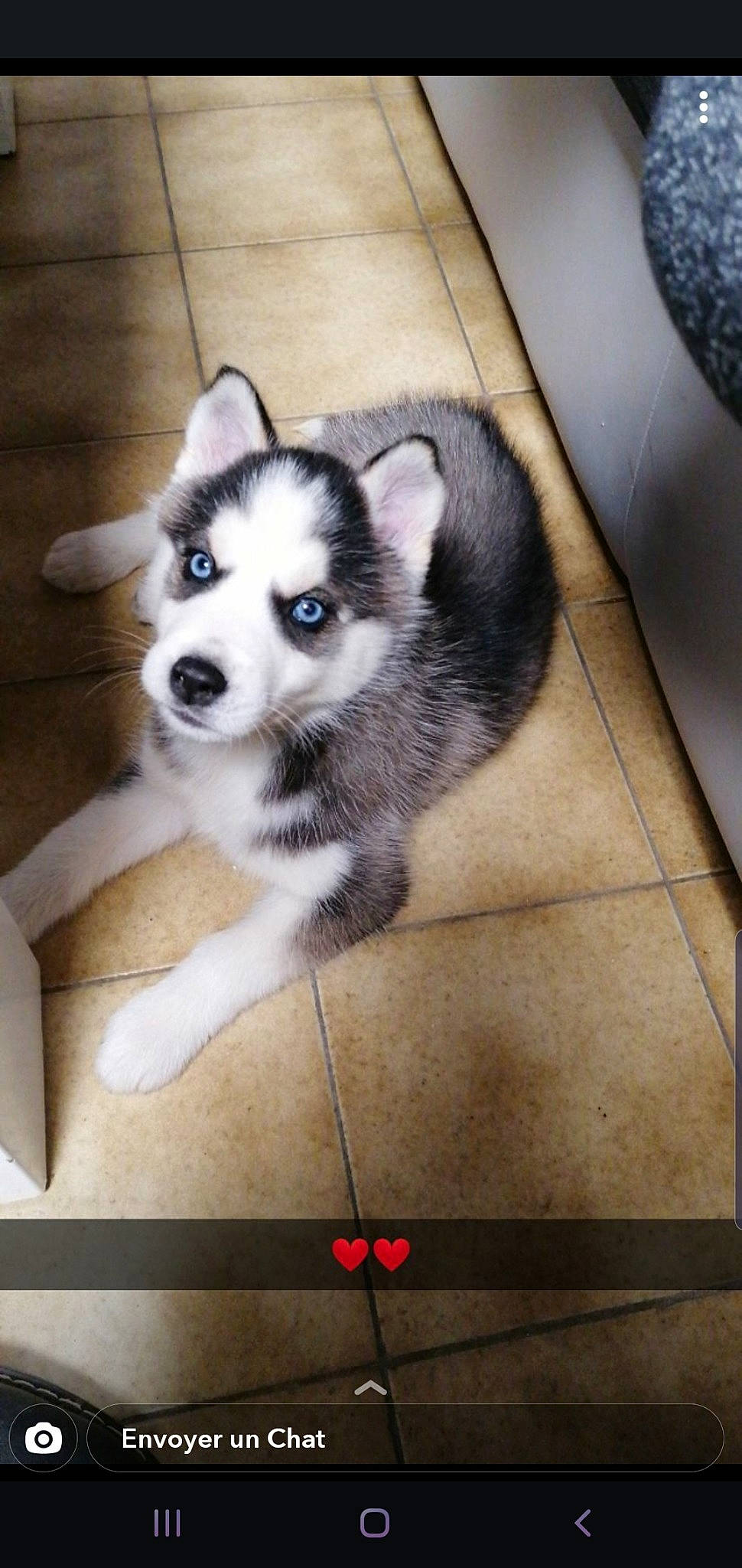 Locky participe au concours pour gagner de l'argent avec cette photo : alaskan_klee_kai, alaskan_malamute, canadian_eskimo_dog, canidae, carnivore, dog, dog_breed, labrador_husky, mammal, miniature_siberian_husky, puppy, rare_breed_dog, sakhalin_husky, siberian_husky, sled_dog, snout, sporting_group, vertebrate, wolfdog, working_dog