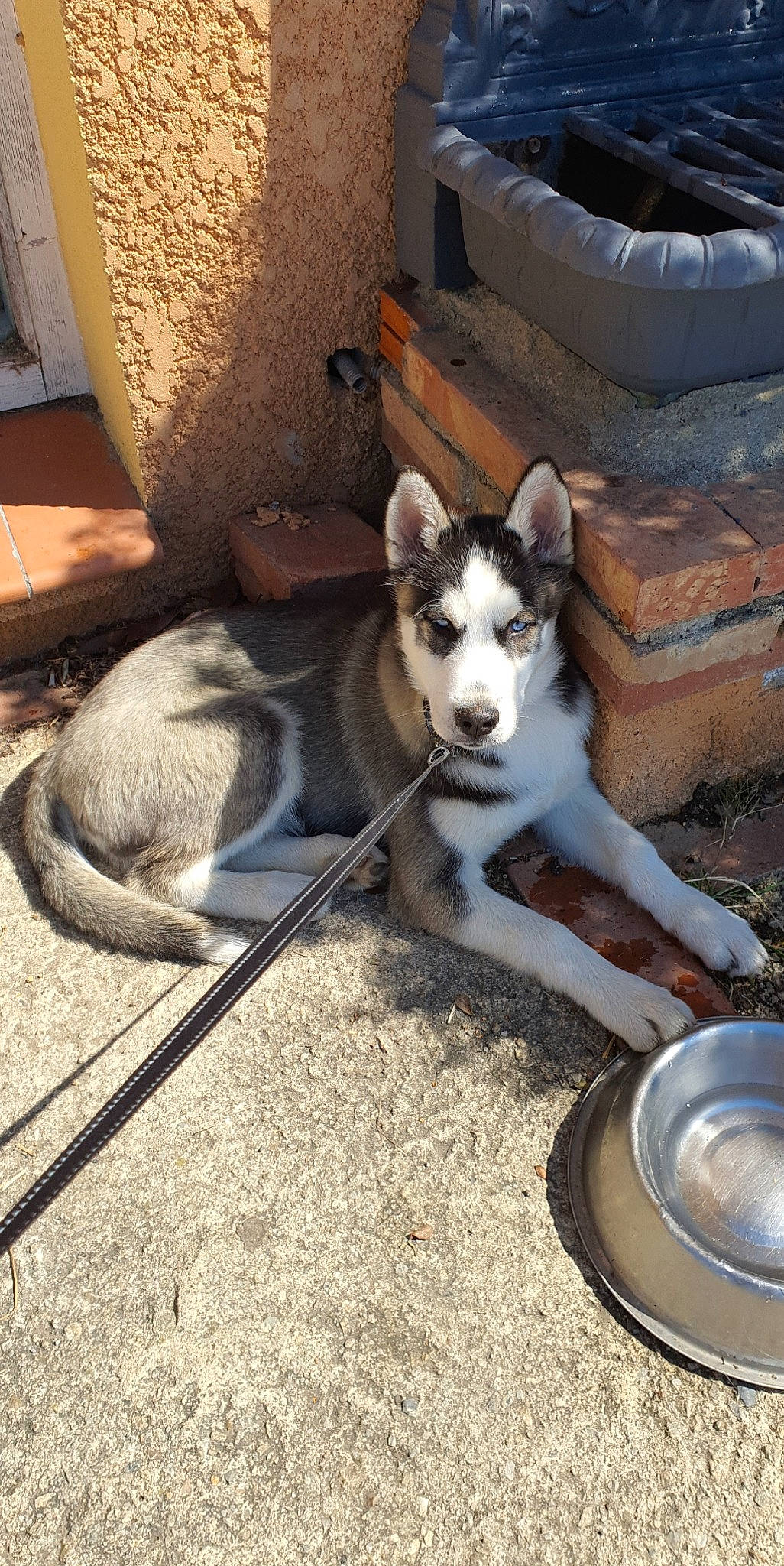 Locky participe au concours pour gagner de l'argent avec cette photo : alaskan_klee_kai, alaskan_malamute, canidae, carnivore, dog, dog_breed, east_siberian_laika, mammal, miniature_siberian_husky, native_american_indian_dog, northern_inuit_dog, rare_breed_dog, saarloos_wolfdog, seppala_siberian_sleddog, siberian_husky, sled_dog, tamaskan_dog, vertebrate, west_siberian_laika, wolfdog