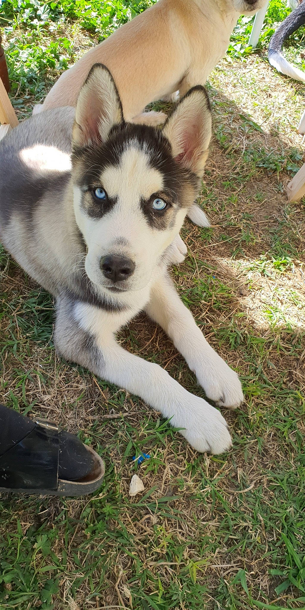 Locky participe au concours pour gagner de l'argent avec cette photo : alaskan_malamute, canadian_eskimo_dog, canidae, carnivore, czechoslovakian_wolfdog, dog, dog_breed, east_siberian_laika, labrador_husky, mammal, native_american_indian_dog, northern_inuit_dog, saarloos_wolfdog, sakhalin_husky, seppala_siberian_sleddog, siberian_husky, sled_dog, tamaskan_dog, vertebrate, wolfdog