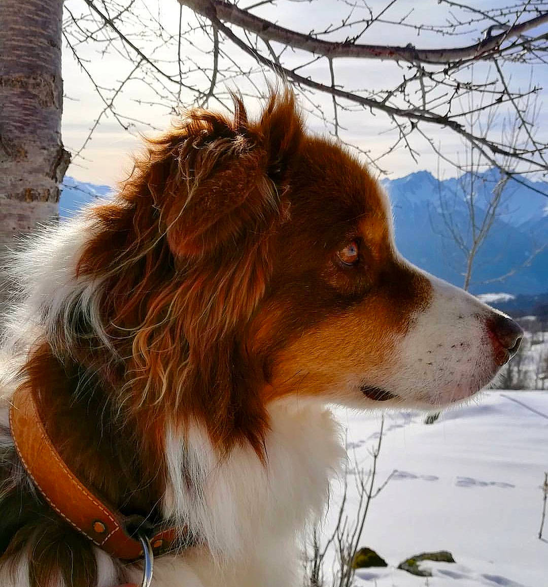 Eliott a rejoint le concours — aidez-le/la à gagner de superbes lots ! canidae, carnivore, companion_dog, dog, dog_breed, fawn, fur, herding_dog, liver, rough_collie, sky, snout, snow, sporting_group, terrestrial_animal, tree, whiskers, winter, working_animal, working_dog