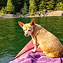 dog, chihuahua, kayak, lake, water, forest, trees, outdoor, animal, pet, purple_towel, sunlight, nature, summer, recreation, small_dog, wildlife, adventure, canoeing, relaxation
