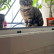 Nemo a rejoint le concours — aidez-le/la à gagner de superbes lots ! animal, cat, curious, decor, domestic_cat, feline, flora, greenery, home, indoor, natural_light, pet, plant, potted_plant, relaxing, striped, sunlight, tabby, window, windowsill