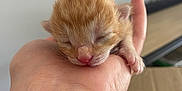 Nemo participe au concours pour gagner de l'argent avec cette photo : adorable, animal, baby_animal, close_up, cute, feline, fur, hand, human_hand, indoor, newborn_kitten, orange_kitten, peaceful, pet, pink_nose, resting, sleeping_cat, small, soft, tiny