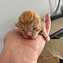 adorable, animal, baby_animal, close_up, cute, feline, fur, hand, human_hand, indoor, newborn_kitten, orange_kitten, peaceful, pet, pink_nose, resting, sleeping_cat, small, soft, tiny