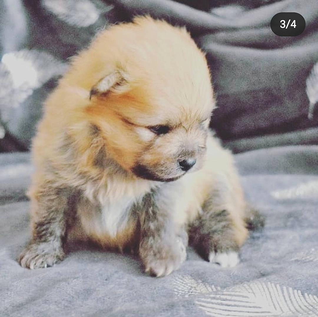 Ouni participe au concours pour gagner de l'argent avec cette photo : canidae, carnivore, comfort, companion_dog, dog, dog_breed, dog_supply, fawn, fur, paw, pomeranian, puppy_love, sleeve, snout, spitz, sporting_group, terrestrial_animal, toy_dog, whiskers, working_animal