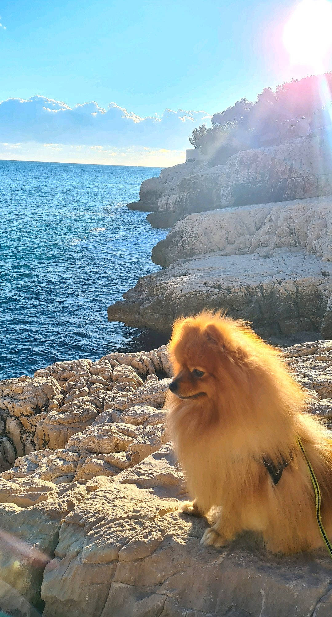 Ouni participe au concours pour gagner de l'argent avec cette photo : carnivore, cloud, companion_dog, dog, dog_breed, fawn, german_spitz, german_spitz_klein, horizon, lake, landscape, light, morning, mountain, nature, sky, spitz, sunlight, water, wind_wave