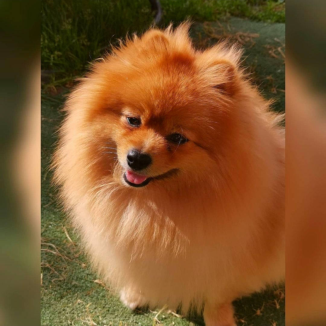 Ouni a rejoint le concours — aidez-le/la à gagner de superbes lots ! canidae, carnivore, companion_dog, dog, dog_breed, fawn, fur, german_spitz, german_spitz_klein, german_spitz_mittel, grass, plant, pomeranian, smile, snout, spitz, sporting_group, toy_dog, whiskers, working_animal