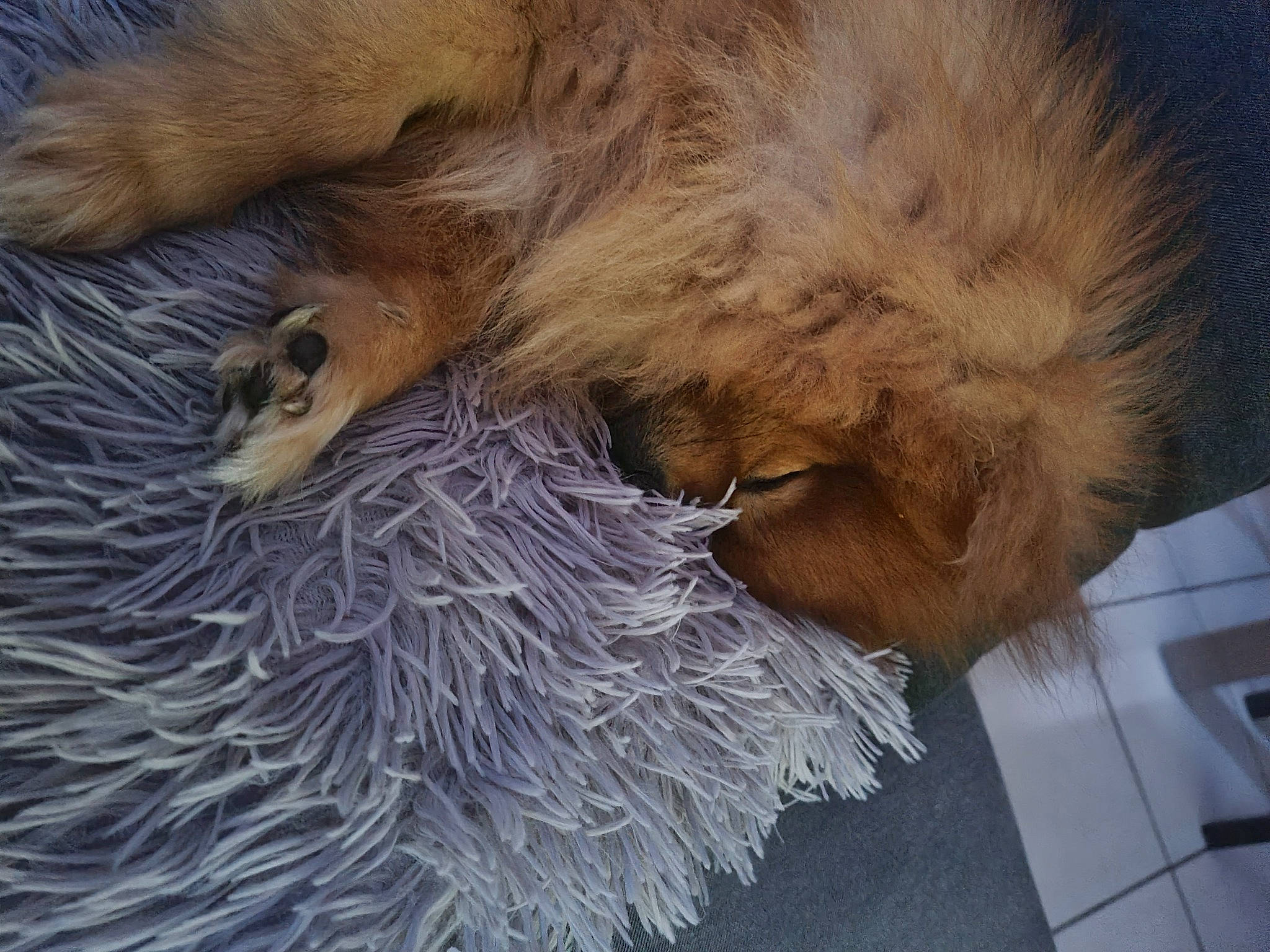 Ouni a rejoint le concours — aidez-le/la à gagner de superbes lots ! canidae, carnivore, claw, comfort, companion_dog, dog_breed, feather, felidae, flooring, fur, kitchen_appliance, paw, sleep, small_to_medium_sized_cats, snout, sporting_group, tail, wall_plate, whiskers, wing