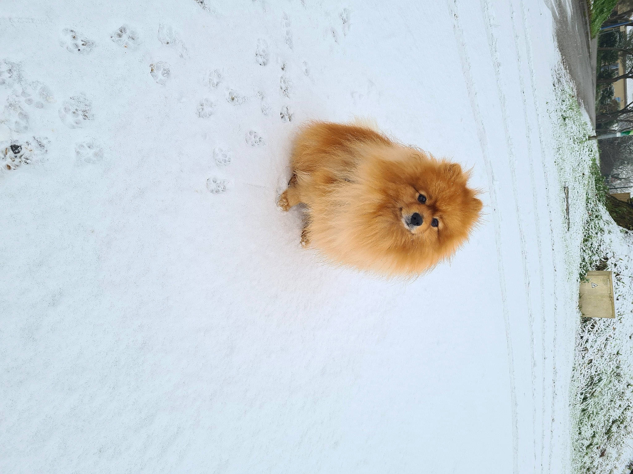Ouni participe au concours pour gagner de l'argent avec cette photo : canidae, carnivore, dog_breed, fawn, freezing, fur, snout, snow, tail, terrestrial_animal, whiskers, wildlife, winter, wood