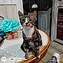 birthday, cat, curious, decoration, domestic, floor_tile, gift_box, household, indoor, kitchen, nighttime, pet, refrigerator, sitting, striped_fur, tabby_cat, table, tissue_paper_flower, washing_machine, white_paws