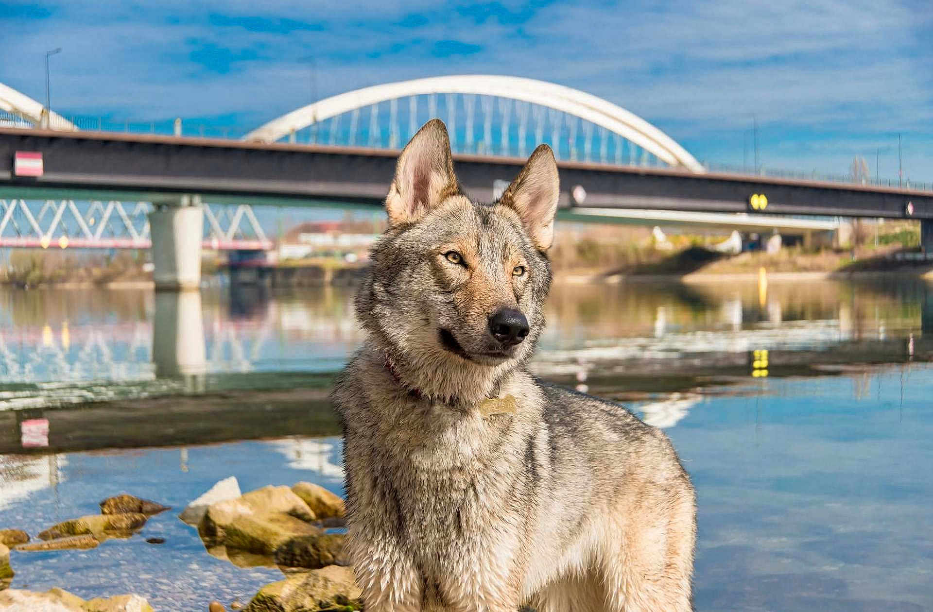 Kaïko participe au concours pour gagner de l'argent avec cette photo : dog, canine, wolf_like, fur, ears, bridge, river, water, reflection, rocks, collar, portrait, outdoors, landscape, sky, blue_sky, urban, architecture, calm, shallow_water