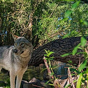 Kaïko participe au concours pour gagner de l'argent avec cette photo : wolf, canine, animal, wildlife, forest, trees, river, water, fallen_tree, tree_trunk, grass, rocks, foliage, sunlight, outdoors, portrait, fur, eyes, paws, nature