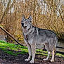 Kaïko participe au concours pour gagner de l'argent avec cette photo : wolf, dog, canine, wolfdog, animal, fur, forest, trees, stream, water, grass, mud, outdoors, nature, standing, paws, ears, gaze, portrait, wildlife