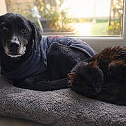 Bella participe au concours pour gagner de l'argent avec cette photo : dog, cat, black_dog, black_cat, window, pet_bed, blanket, sweater, indoor, cozy, sleeping, resting, animal_pair, portrait, soft_light, cushion, fur, home, companions, relaxed