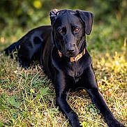 Nera participe au concours pour gagner de l'argent avec cette photo : animal, attention, black_dog, bokeh, brown_eyes, canine, collar, focused, fur, grass, labrador, lying_down, nature, outdoors, paw, pet, portrait, relaxed, summer, sunlight