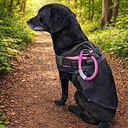 Nera participe au concours pour gagner de l'argent avec cette photo : animal, black_dog, canine, dog, forest, greenery, harness, leaves, nature, outdoor, pathway, peaceful, pet, pink_accessory, side_view, sitting, sunlight, trail, trees, woods