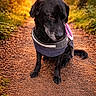 Nera participe au concours pour gagner de l'argent avec cette photo : animal, black_dog, calm, canine, daylight, dog, forest, golden_hour, ground, leaves, nature, outdoor, path, pet, scenic, sitting, sunlight, trees, vest, walking_path