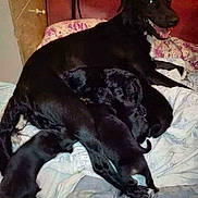 Nera a rejoint le concours — aidez-le/la à gagner de superbes lots ! dog, puppies, black_dog, black_puppies, bed, blanket, indoor, animal, mammal, canine, mother_dog, sleeping, cozy, resting, family, cute, pets, fur, lying_down, domestic_animal