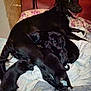 dog, puppies, black_dog, black_puppies, bed, blanket, indoor, animal, mammal, canine, mother_dog, sleeping, cozy, resting, family, cute, pets, fur, lying_down, domestic_animal