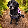 Nera participe au concours pour gagner de l'argent avec cette photo : animal, black_dog, canine, daylight, dog, forest, fur, greenery, harness, leaves, muzzle, nature, outdoor, path, pet, sitting, sunlight, trail, trees, walking