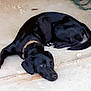 dog, black_dog, lying_down, concrete_floor, wire_fence, red_bucket, collar, pet, outdoor, animal, resting, looking, floor, workshop, quiet, canine, domestic_animal, guard_dog, relaxed, waiting