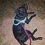 dog, black_dog, leash, harness, outdoor, night, animal, pet, grass, dirt, canine, looking_back, flash, reflective, collar, paw, sitting, ground, cute, alert