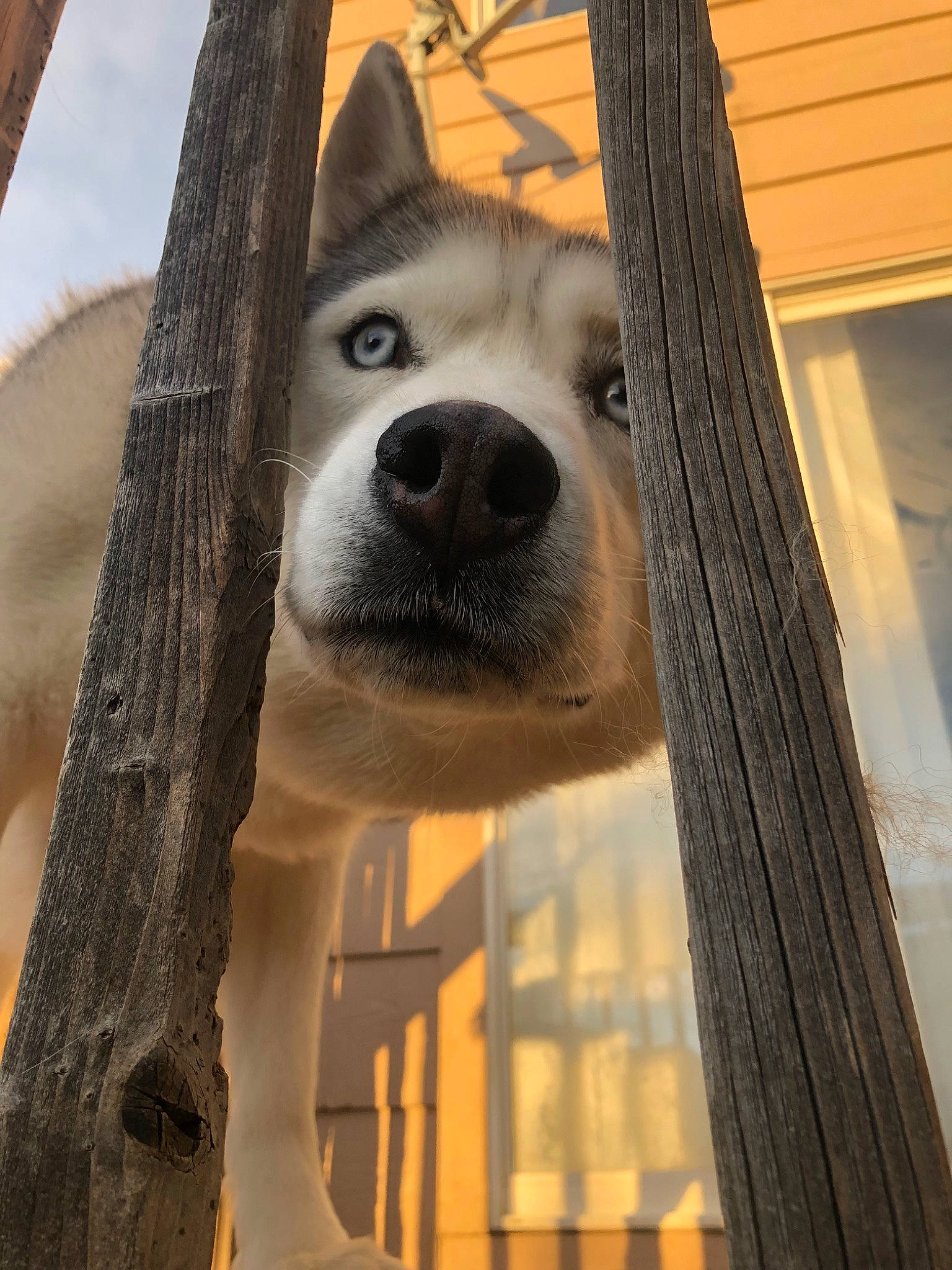 Miska joined the competition — help win amazing prizes! alaskan_malamute, animal_shelter, canadian_eskimo_dog, canidae, carnivore, dog, dog_breed, east_siberian_laika, mammal, seppala_siberian_sleddog, siberian_husky, sled_dog, snout, whiskers, wolfdog