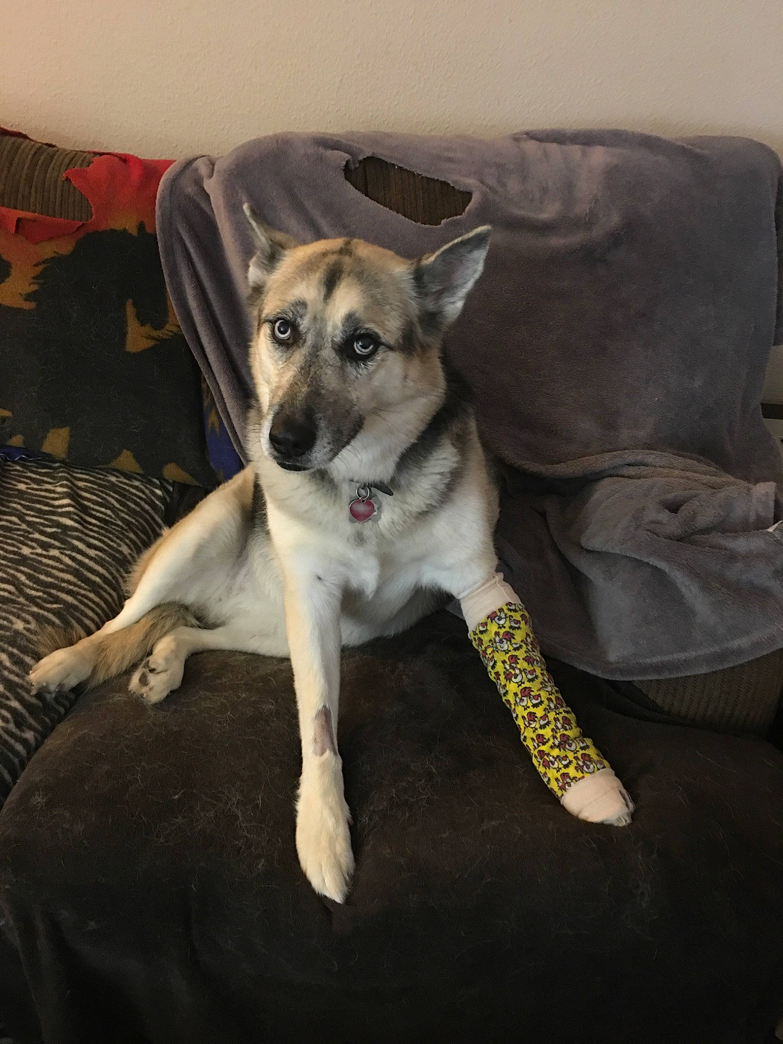 Sakari joined the competition — help win amazing prizes! canidae, carnivore, dog, dog_breed, fawn, feist, labrador_husky, mammal, rare_breed_dog, siberian_husky, sporting_group, vertebrate, wolfdog