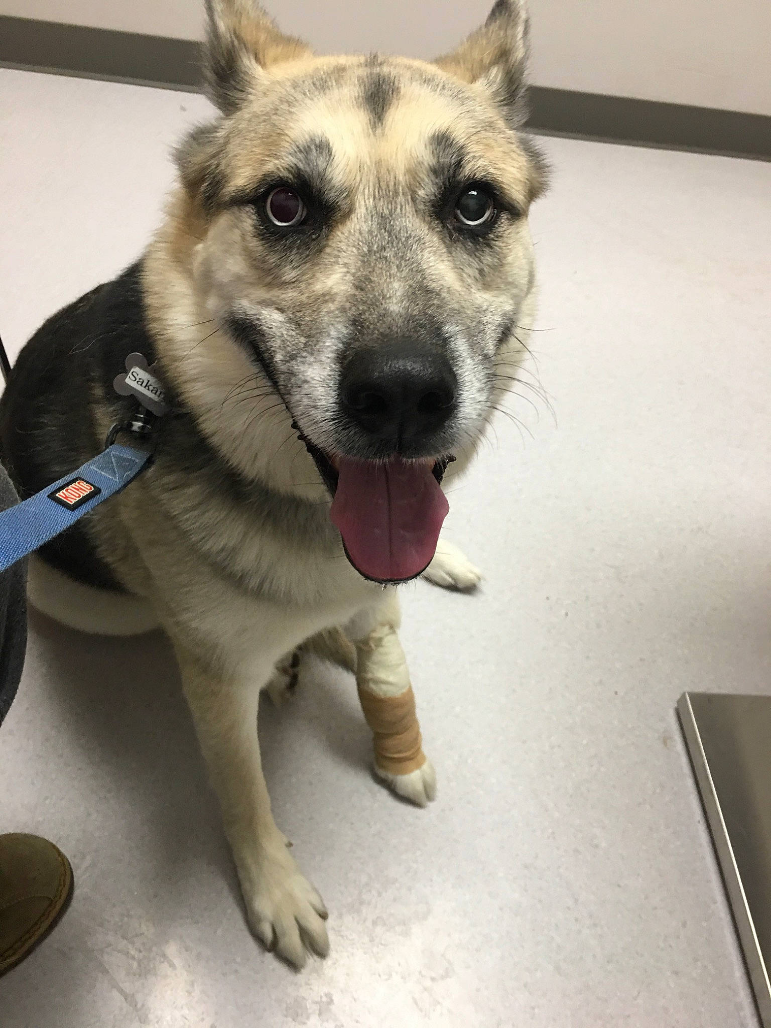 Sakari is registered to the contest to win money with this photo: canidae, carnivore, dog, dog_breed, ear, eye, fawn, german_shepherd_dog, kunming_wolfdog, mammal, norwegian_elkhound, rare_breed_dog, snout, vertebrate, whiskers