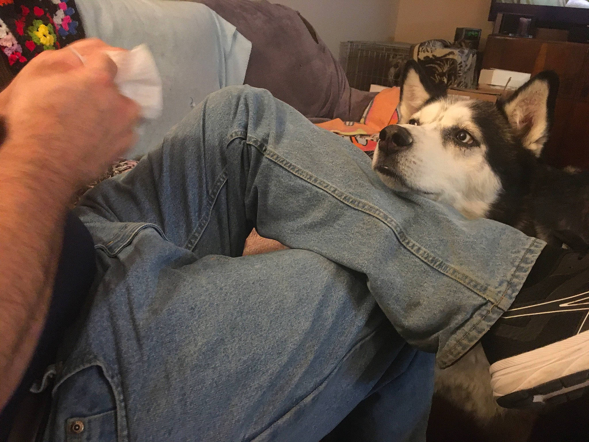 Meiko joined the competition — help win amazing prizes! arm, canidae, carnivore, companion_dog, dog, dog_breed, ear, human, jeans, organ, puppy_love, sitting, snout, whiskers